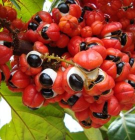 Tinktura Guarane NOVO iz AYURWEDE- za podizanje koncentracije i energije